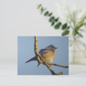 Carte postale Western Bluebird 1 (Debout devant)