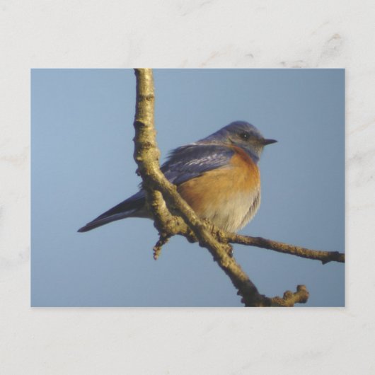 Carte postale Western Bluebird 1 (Devant)