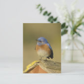 Carte postale Western Bluebird 3 (Debout devant)