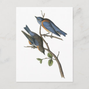 Carte Postale Western Bluebird by Audubon