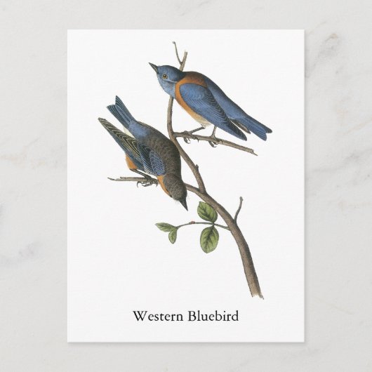 Carte Postale Western Bluebird, John Audubon (Devant)