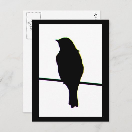 Carte postale Western Bluebird silhouette (Devant / Derrière)