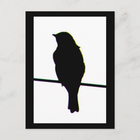 Carte postale Western Bluebird silhouette (Devant)