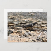 Carte Postale Western Fence Lizard (Devant / Derrière)