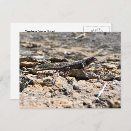 Carte Postale Western Fence Lizard (Devant / Derrière)