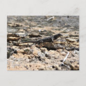 Carte Postale Western Fence Lizard (Devant)