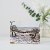 Carte postale Western Gull Chicks (Debout devant)