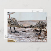 Carte postale Western Gull Chicks (Devant / Derrière)