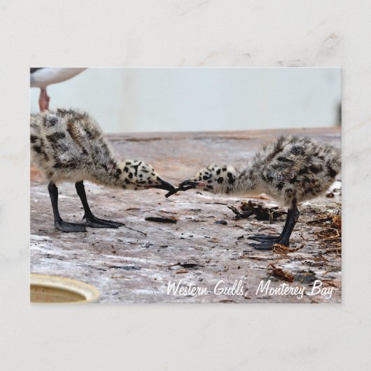 Carte postale Western Gull Chicks (Devant)