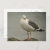 Carte Postale Western Gull Postcard (Devant / Derrière)