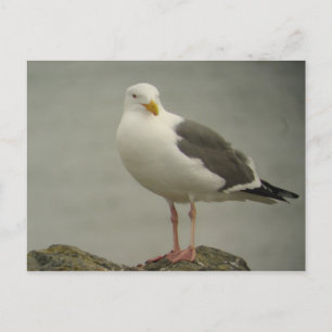 Carte Postale Western Gull Postcard
