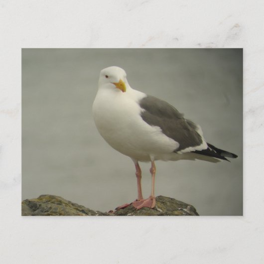 Carte Postale Western Gull Postcard (Devant)