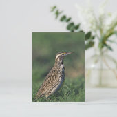 Carte Postale Western Meadowlark (Debout devant)