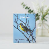 Carte Postale Western Meadowlark (Debout devant)
