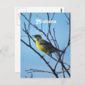 Carte Postale Western Meadowlark (Devant / Derrière)