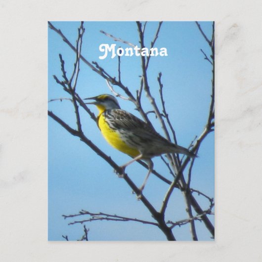 Carte Postale Western Meadowlark (Devant)