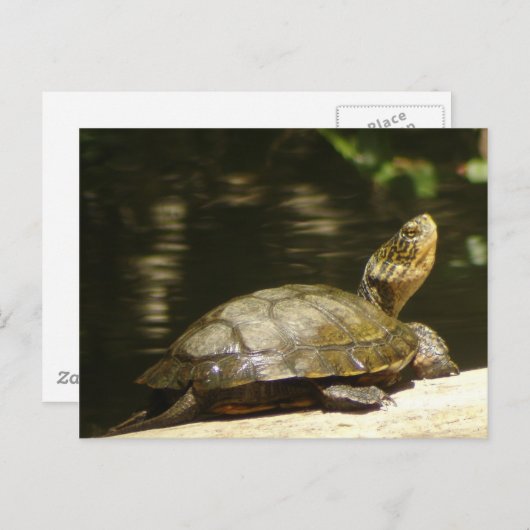 Carte postale Western Pond Turtle (Devant / Derrière)