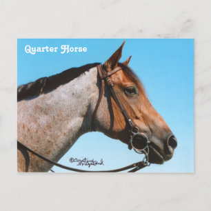 Carte postale Western Quarter Horse
