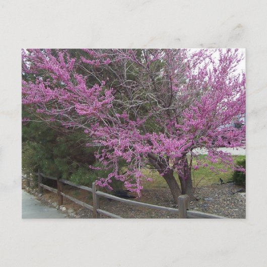 Carte postale Western Redbud (Devant)