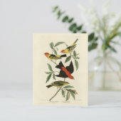 Carte Postale Western, Scarlet Tanagers Audubon Birds of America (Debout devant)