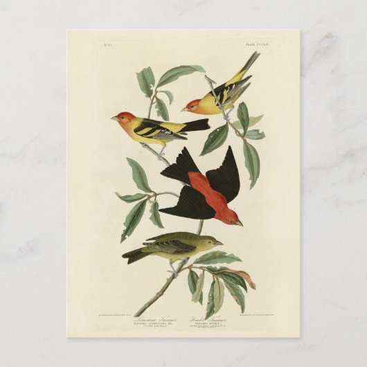 Carte Postale Western, Scarlet Tanagers Audubon Birds of America (Devant)