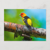 Carte postale Western Tanager (Devant)