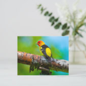 Carte postale Western Tanager (Debout devant)