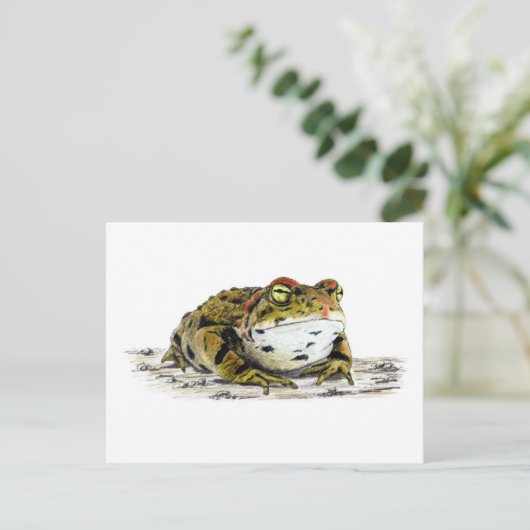 Carte postale Western Toad (Debout devant)