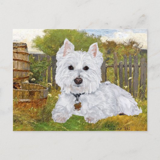 Carte postale Westie (Devant)