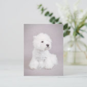 Carte Postale Westie (Debout devant)