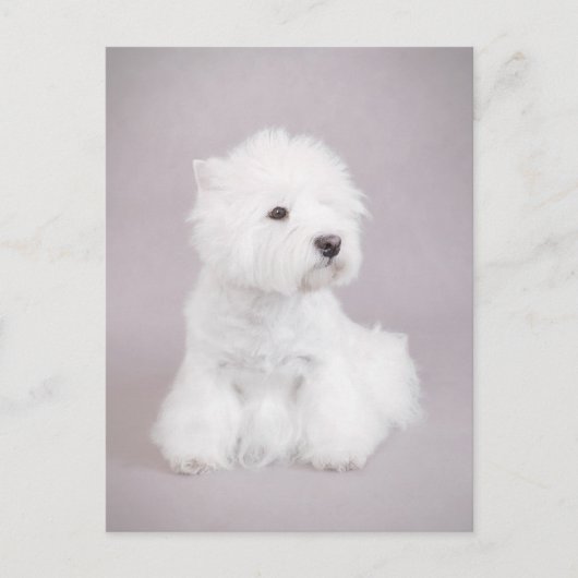 Carte Postale Westie (Devant)