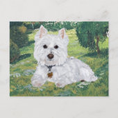 Carte postale Westie (Devant)