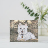 Carte postale Westie (Debout devant)