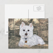 Carte postale Westie (Devant / Derrière)