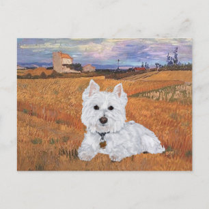 Carte postale Westie