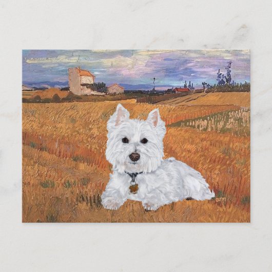 Carte postale Westie (Devant)