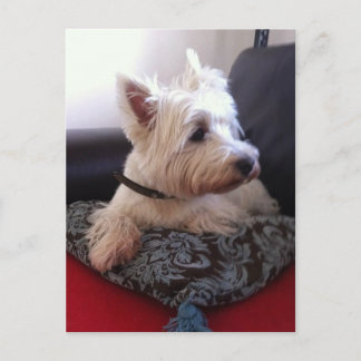 Carte postale Westie