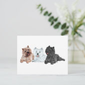 Carte Postale Westie avec deux terriers Cairn (Debout devant)