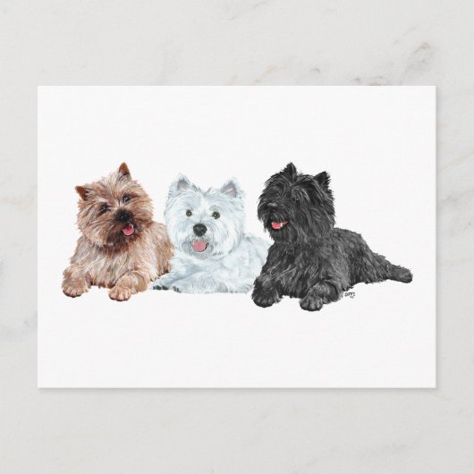 Carte Postale Westie avec deux terriers Cairn (Devant)