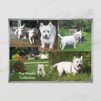 Carte postale Westie Collection