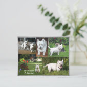 Carte postale Westie Collection (Debout devant)