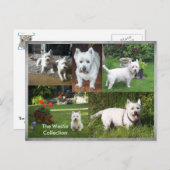 Carte postale Westie Collection (Devant / Derrière)