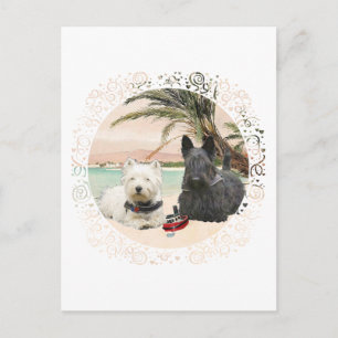 Carte Postale Westie et Scottie sur la plage de Palmy