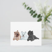 Carte Postale Westie et terriers Cairn (Debout devant)