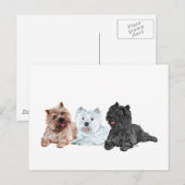 Carte Postale Westie et terriers Cairn (Devant / Derrière)