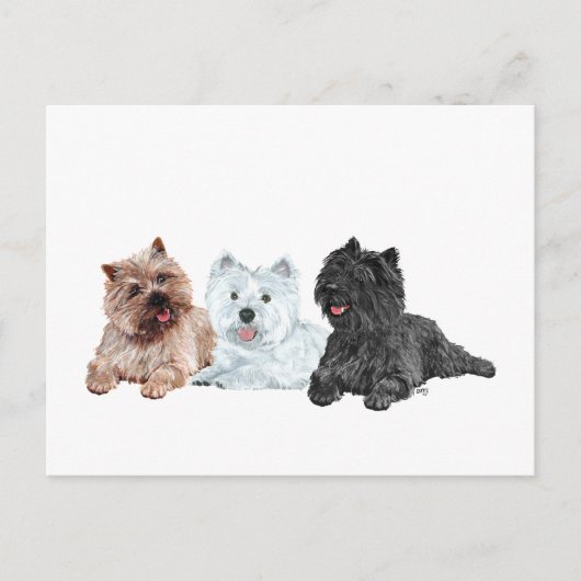 Carte Postale Westie et terriers Cairn (Devant)
