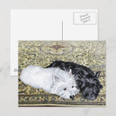 Carte Postale Westie & Scottie at Ease (Devant / Derrière)
