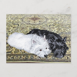 Carte Postale Westie & Scottie au repos