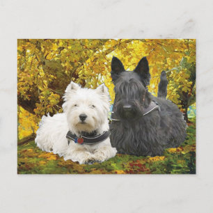 Carte Postale Westie & Scottie en Automne