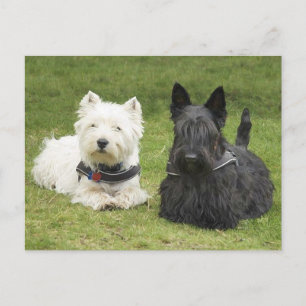 Carte Postale Westie & Scottie Herbe Verte